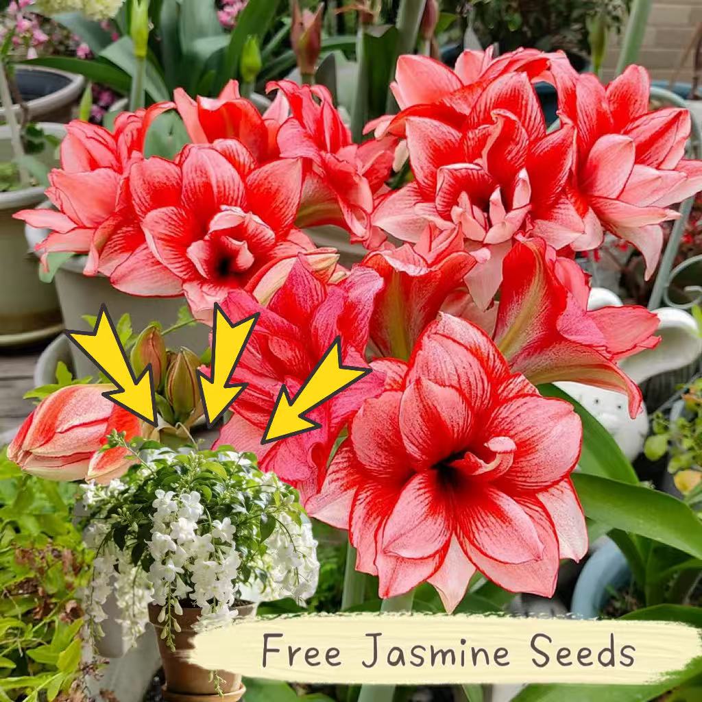 Double-Flowered Amaryllis Bulbs🌼