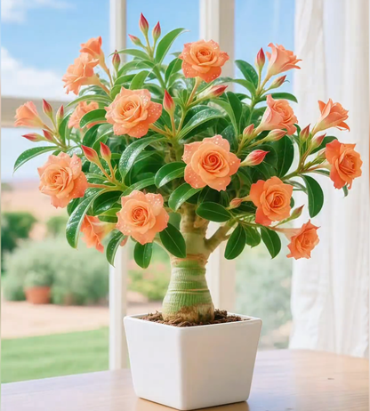 🌵 Rare Desert Rose Seeds 🌺 — Exotic Charm, Easy and Effortless Home Cultivation